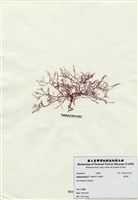 藏品(刺沙菜)的圖片